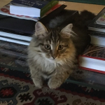 Damman Amur Owly chez Loan et Jean.