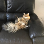 Damman Amur Obiwan chez Sarah