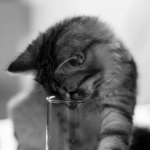 Damman Amur Smiley chez Vanessa voit le glass half full!