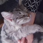 Damman Amur Oliver chez Laurence.
