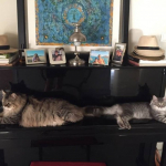 Damman Amur Marlowe et Damman Amur Orah chez Heather