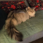 Damman Amur Elliot chez Jannick