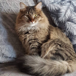 Damman Amur Pouchikine 
