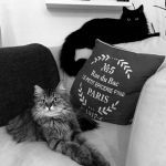 Stylish cats chez Sandra!