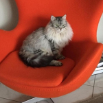 Damman Amur Dora