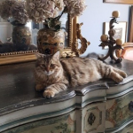Damman Amur Onyx.