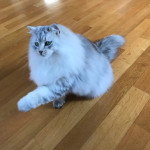 Damman Amur Luciole