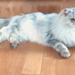 Damman Amur Luciole