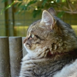 Damman Amur Jinn, son profil plus que parfait et majesteux.