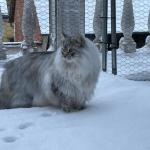 Damman Amur Richelieu