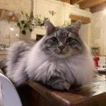 Damman Amur 