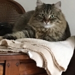 Damman Amur Jaika chez Michelle