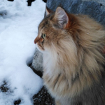 Damman Amur Paco chez Isabelle
