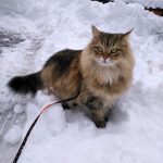 Damman Amur Paco chez Isabelle
