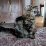 Damman Amur Gaspar chez Paulo et Elizabeth