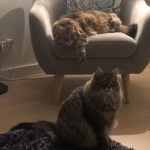 Damman Amur Ezio et Damman Amur Pedro chez Mo and B.