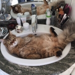 Damman Amur Lou Chez Isabelle.