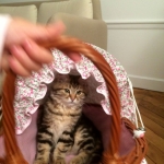 Damman Amur Lioba chez Anne-Sophie