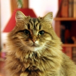 Damman Amur Inès chez Cécile