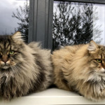 Damman Amur Taifunette et Damman Amur Otttawa