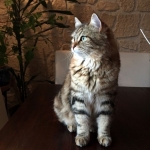Damman Amur Keops chez Chrystelle.