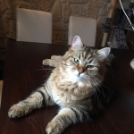 Damman Amur Kéops chez Chrystelle