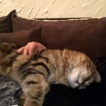 Damman Amur Kéops se répose