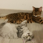 Damman Amur Naya et Milo, le copain Bengal chez Irene