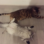 Naya et Milo, le copain Bengal chez Irene