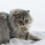 Damman Amur Leetchie chez Anne