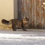 Damman Amur Newton chez Geremy