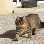 Damman Amur Newton chez Geremy