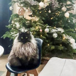 Damman Amur Plume