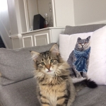 Damman Amur Myuki chez Julie