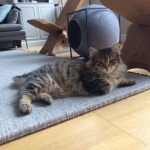 Damman Amur Myuki chez Julie