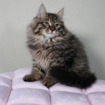 Damman Amur Urbain (brown mackerel tabby)