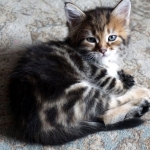 Bébé de Xaviera