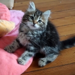 Damman Amur Léo chat Sibérien