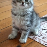 Damman Amur Mozart chat Sibérien