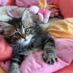 Damman Amur Mirwin chat Sibérien