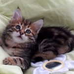 Damman Amur Colette chat Sibérien