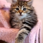 Damman Amur Jungle Kéops chat Sibérien