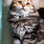 Damman Amur Juma chat Sibérien
