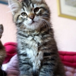Damman Amur Liova chat Sibérien