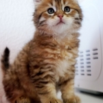 Damman Amur Lady Hope chat Sibérien golden