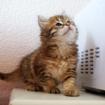 Damman Amur Hope chat Sibérien golden