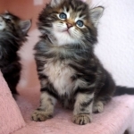 Damman Amur Loustik chat Sibérien