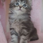 Damman Amur Léah Bahia chat Sibérien silver