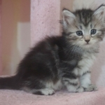 Damman Amur Arya chat Sibérien