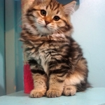 Damman Amur Juma chat Sibérien